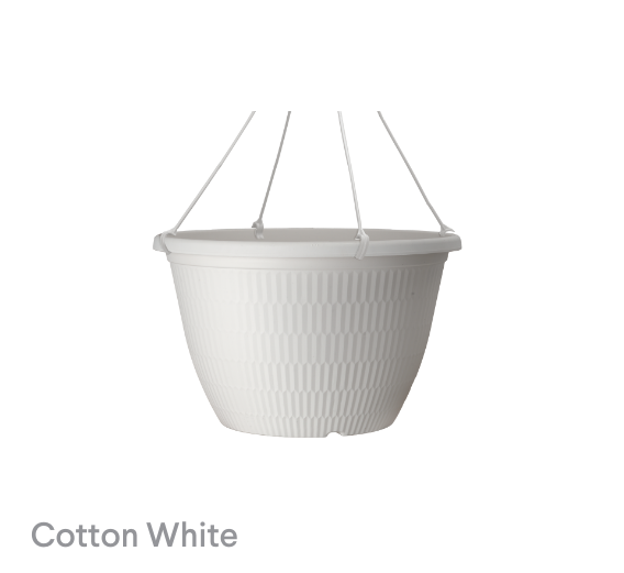 image of Cotton White Fraser