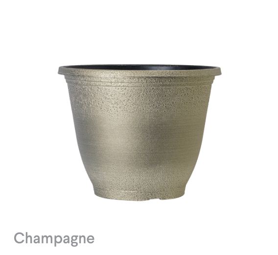 image of Champagne Sugared Sand