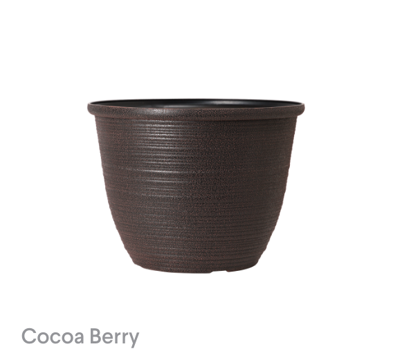 image of Cocoa Berry Bombay