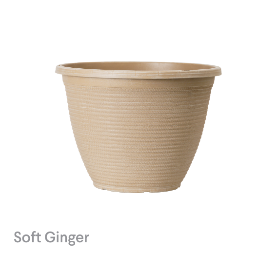 image of Soft Ginger Oasis