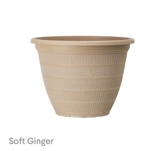 image of Soft Ginger Tiki