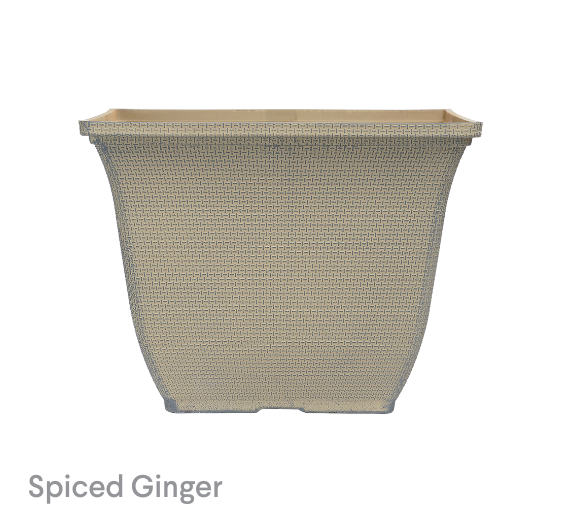 image of Spiced Ginger fraser planter